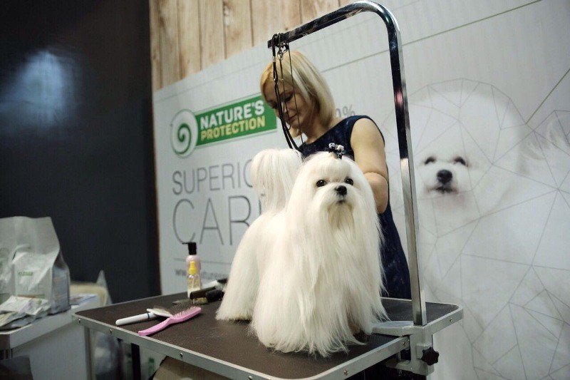 See different dog breeds like this beautiful Maltese in the Philippine Circuit dog show at the Smart Araneta Coliseum