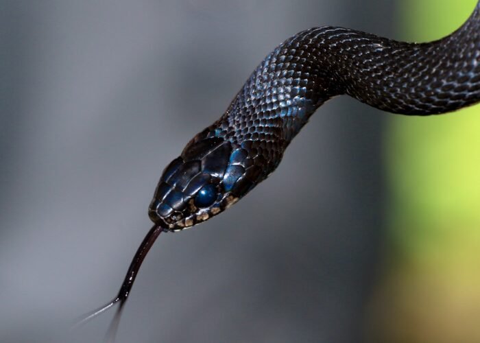 snake, cobra [Photo by James Wainscoat on Unsplash]