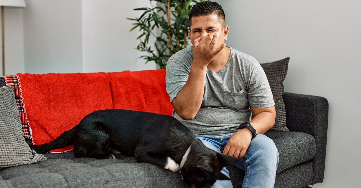 A dog on the couch next to a person who is holding his nose. The couch has pillows and a red cover on it.