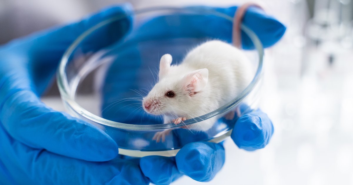 A small white laboratory mouse in a petri dish. A professional is wearing blue latex gloves to handle the dish.