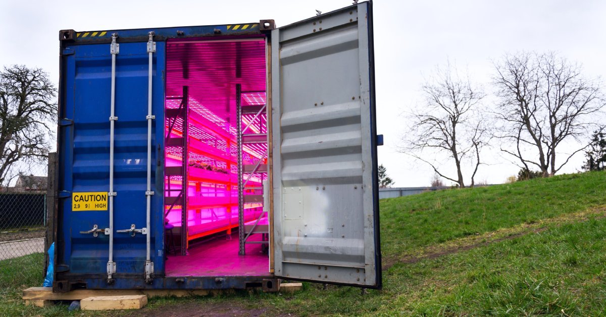 A blue shipping container sitting on wooden pallets with a hydroponic system and purple lights inside.