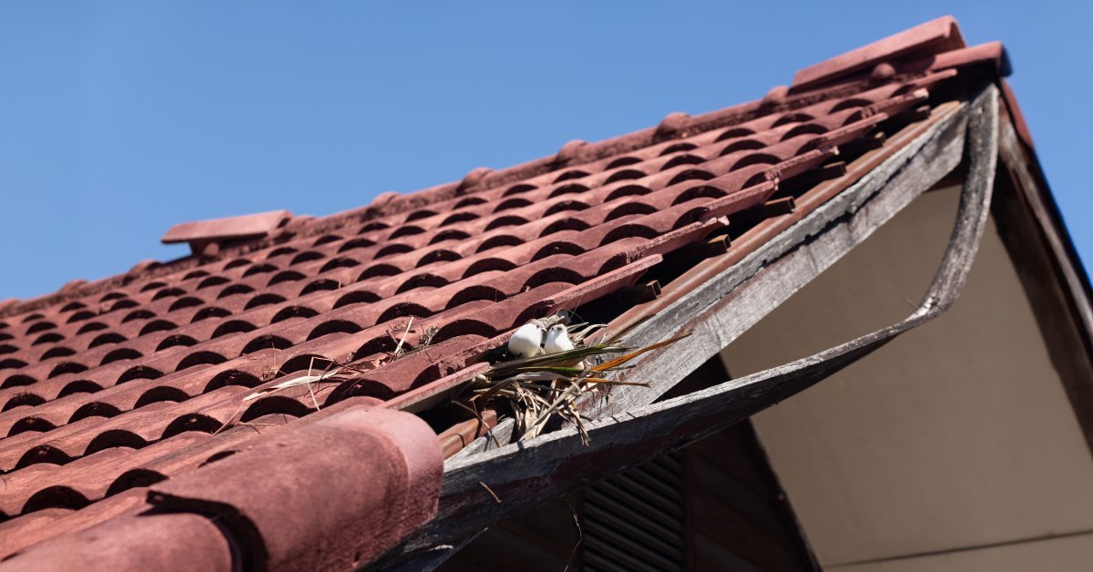 A small bird’s nest peeks out from under loose red shingles beside eaves that appear to be coming undone.