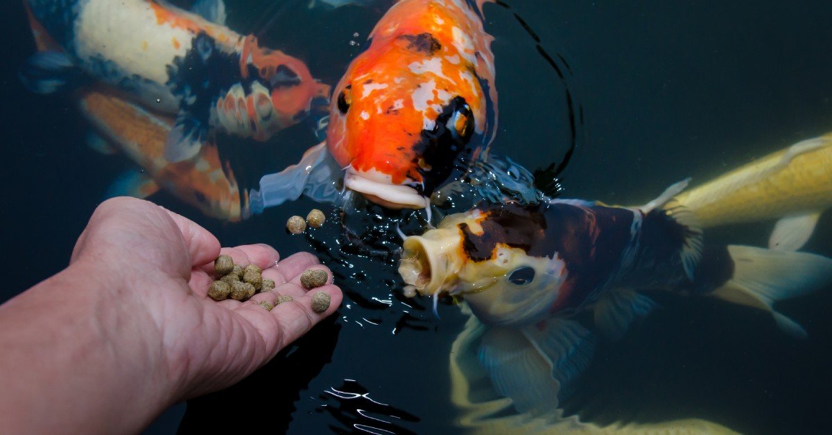 A pond full of several colorful koi. Two of them are poking their heads above the water as a hand drops some food pellets.