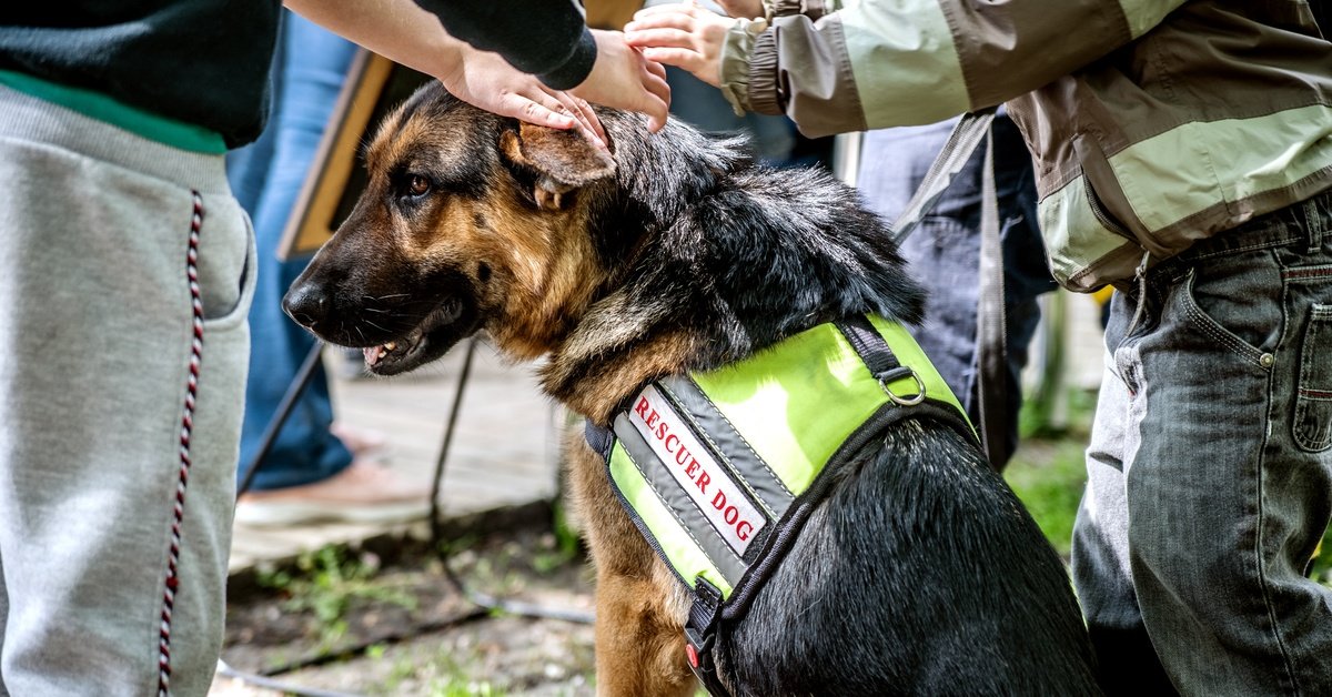 A K9 search and rescue dog sits attached to a leash with two people near it. The dog wears a yellow safety vest.