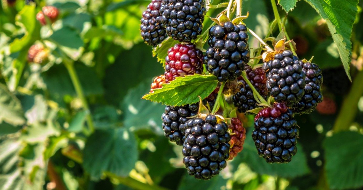 A cluster of blackberries growing on a lush green bush in a garden outside. Bright sunlight shines on the bush.