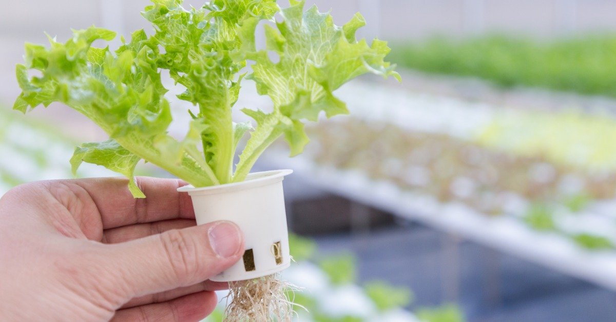 Hand holding a hydroponic lettuce plant in a small net pot with exposed roots above an indoor growing system.