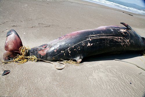 Maine scientists investigating death of Minke whale