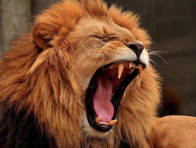Lion slashes girl’s face in Russian circus
