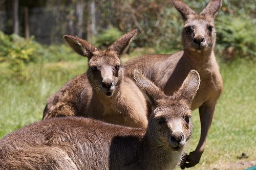 Australia kangaroo attack leaves three hurt