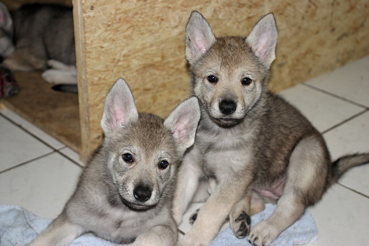 Wolf puppies play fetch too – study