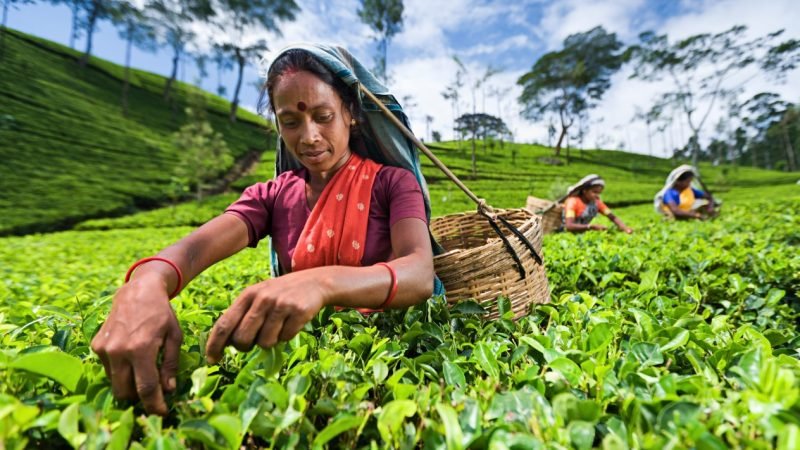 Brewing up change under COVID-19: Transforming how tea is bought and sold in Sri Lanka