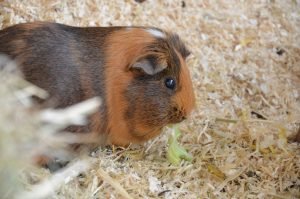 hamster, pet [Photo by Anastasia Kalies on Unsplash]