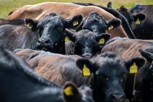 Australian beef, meat [Photo by Etienne Girardet on Unsplash]