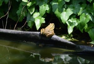 frog [Photo by Jan Haerer on Unsplash]