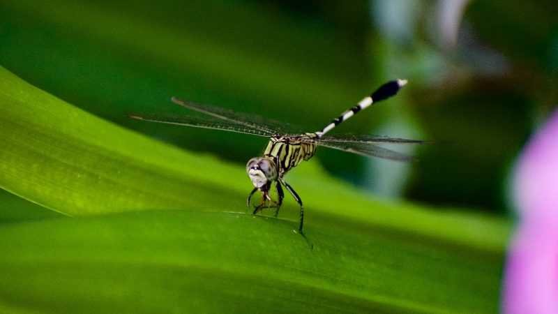 Invasive Asian mosquito species threatens African cities: study