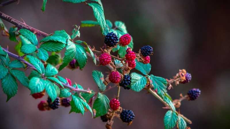 Canada researchers investigating acai berry to fight Covid