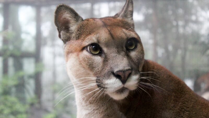 11-month old Puma rescued from New York apartment