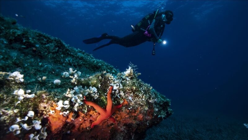 14% of world’s coral reefs wiped out over decade, study reveals