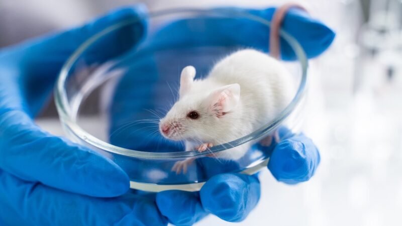 Common Types of Animal Models in Medical Labs