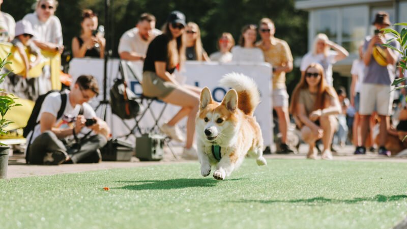 Corgi Race Vilnius 2025 returns with global meet-ups and two days of canine fun