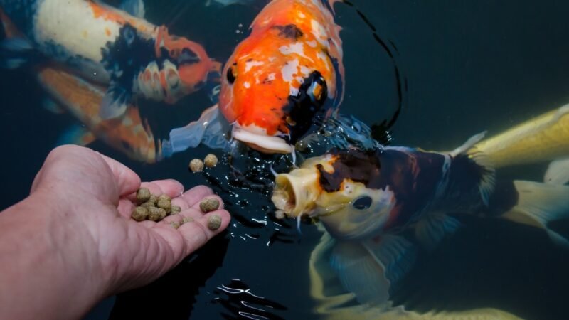 How To Care for the Fish in Your Koi Pond