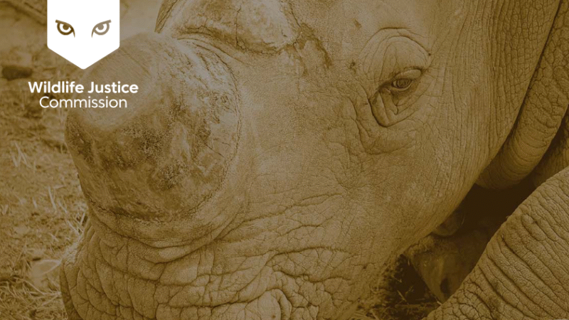 Wildlife Justice Commission report finds wildlife trafficking not treated as serious crime