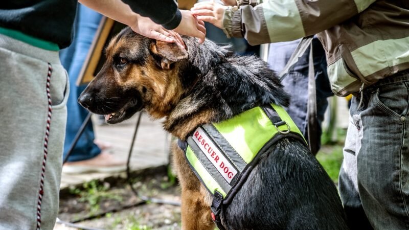 Interesting Facts About K9 Search and Rescue Missions