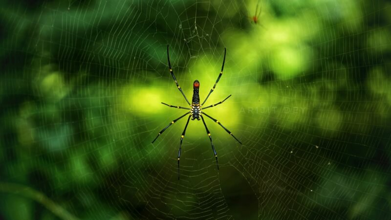 Atlanta tops list of US cities with most pest sightings in new study