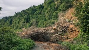Heavy rains contributed to the collapse of the landfill. DISCLAIMER: This is only a representation image. [photo credit: Photo by Đan : https://www.pexels.com/photo/landslide-in-lush-forest-da-nang-vietnam-34254460/]