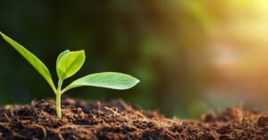 A small plant with tiny green leaves emerges from a pile of dirt. The sun is shining on the plant and the dirt.