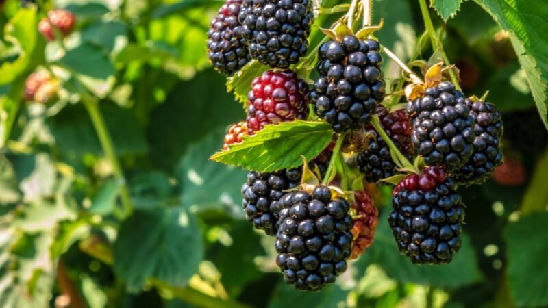 Reasons You Should Plant Blackberry Bushes at Home