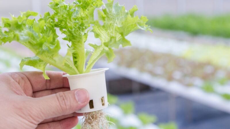 The Best Way To Start Hydroponic Farming for Beginners